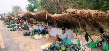 मुक्तकमैयाले खरबुजा खेतीको लागि बगरमा खन्याएको पसिना बन्यो आम्दानीको स्रोत