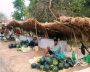 मुक्तकमैयाले खरबुजा खेतीको लागि बगरमा खन्याएको पसिना बन्यो आम्दानीको स्रोत मुक्तकमैयाले खरबुजा खेतीको लागि बगरमा खन्याएको पसिना बन्यो आम्दानीको स्रोत