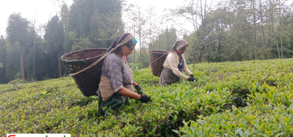 नेपाली चिया निर्यातमा समस्या, बन्द हुँदै उद्योग