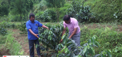 अर्ग्यानिक कफीको माग अन्तर्राष्ट्रिय बजारमा : कफीखेती विस्तारमा थापा