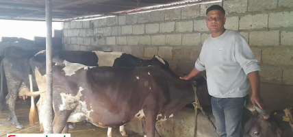 साउदीमा कमाई नभएपछि नेपाल फर्किएर गाईपालन : मासिक दुई लाख आम्दानी