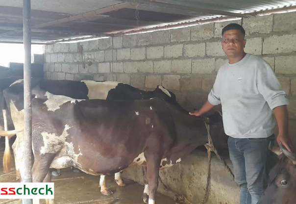 साउदीमा कमाई नभएपछि नेपाल फर्किएर गाईपालन : मासिक दुई लाख आम्दानी