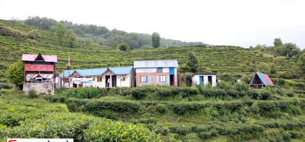 चियाबारीको हरियालीमा फक्रिँदै ल्वाङको पर्यटन