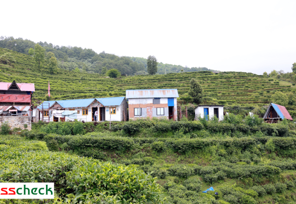 चियाबारीको हरियालीमा फक्रिँदै ल्वाङको पर्यटन चियाबारीको हरियालीमा फक्रिँदै ल्वाङको पर्यटन