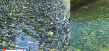 माछा पालनको लागत बृद्धिले व्यवसाय संकटमा पर्दै