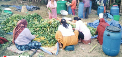 ग्रामीण महिलाको जीवनस्तर बदल्दै गुन्द्रुक व्यवसाय
