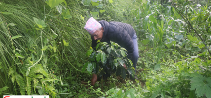 व्यावसायिक कफीखेतीमा रमाउँदै देवीराम
